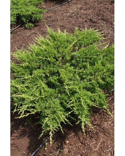 Ялівець козацький Рокері Джем | Juniperus sabina Rockery Gem | Можжевельник казацкий Рокери Джем