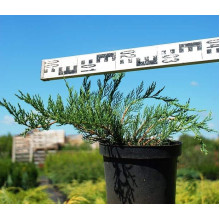 Ялівець козацький Рокері Джем |  Juniperus sabina Rockery Gem | Можжевельник казацкий Рокери Джем