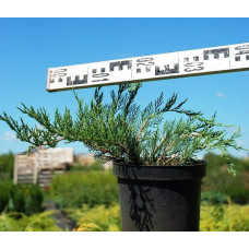 Ялівець козацький Рокері Джем |  Juniperus sabina Rockery Gem | Можжевельник казацкий Рокери Джем