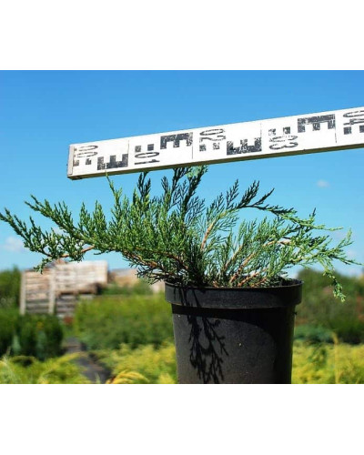 Ялівець козацький Рокері Джем | Juniperus sabina Rockery Gem | Можжевельник казацкий Рокери Джем