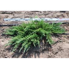 Ялівець козацький Рокері Джем |  Juniperus sabina Rockery Gem | Можжевельник казацкий Рокери Джем
