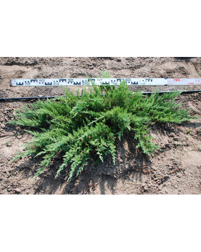 Ялівець козацький Рокері Джем | Juniperus sabina Rockery Gem | Можжевельник казацкий Рокери Джем