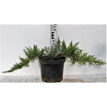 Ялівець козацький Рокері Джем |  Juniperus sabina Rockery Gem | Можжевельник казацкий Рокери Джем