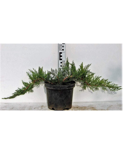 Ялівець козацький Рокері Джем | Juniperus sabina Rockery Gem | Можжевельник казацкий Рокери Джем
