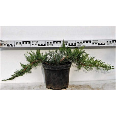 Ялівець козацький Рокері Джем |  Juniperus sabina Rockery Gem | Можжевельник казацкий Рокери Джем