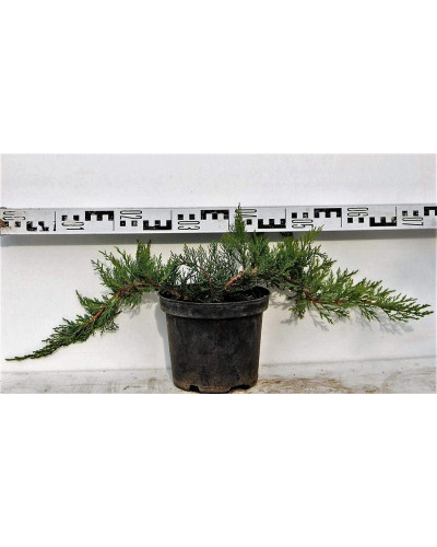 Ялівець козацький Рокері Джем | Juniperus sabina Rockery Gem | Можжевельник казацкий Рокери Джем
