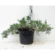 Ялівець козацький Рокері Джем |  Juniperus sabina Rockery Gem | Можжевельник казацкий Рокери Джем