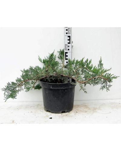 Ялівець козацький Рокері Джем | Juniperus sabina Rockery Gem | Можжевельник казацкий Рокери Джем