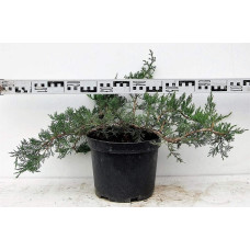 Ялівець козацький Рокері Джем |  Juniperus sabina Rockery Gem | Можжевельник казацкий Рокери Джем