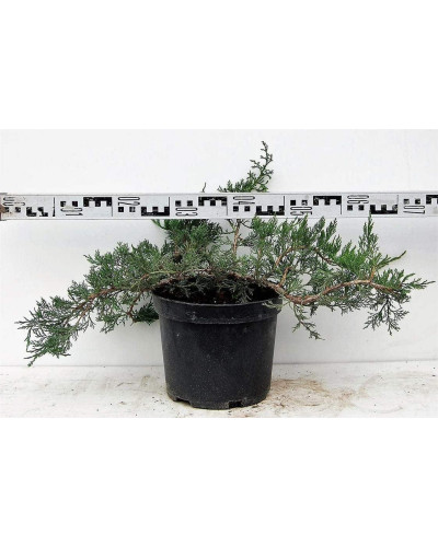 Ялівець козацький Рокері Джем | Juniperus sabina Rockery Gem | Можжевельник казацкий Рокери Джем