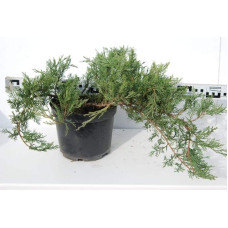 Ялівець козацький Рокері Джем |  Juniperus sabina Rockery Gem | Можжевельник казацкий Рокери Джем