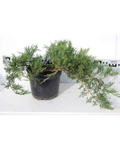 Ялівець козацький Рокері Джем | Juniperus sabina Rockery Gem | Можжевельник казацкий Рокери Джем