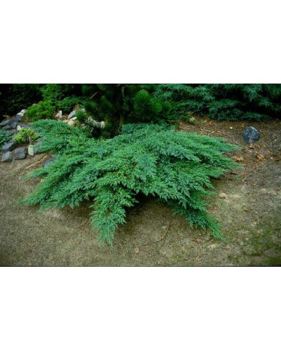 Ялівець козацький Рокері Джем | Juniperus sabina Rockery Gem | Можжевельник казацкий Рокери Джем