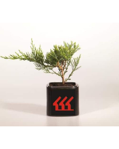 Ялівець козацький Рокері Джем | Juniperus sabina Rockery Gem | Можжевельник казацкий Рокери Джем