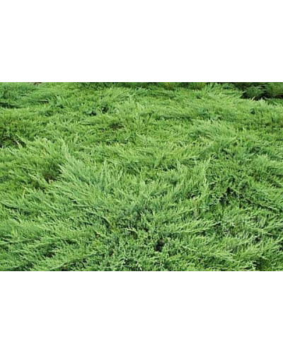 Ялівець козацький Рокері Джем | Juniperus sabina Rockery Gem | Можжевельник казацкий Рокери Джем