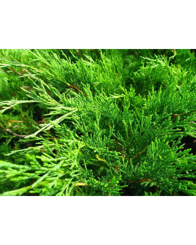 Ялівець козацький Рокері Джем | Juniperus sabina Rockery Gem | Можжевельник казацкий Рокери Джем
