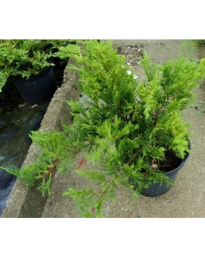 Ялівець козацький Рокері Джем | Juniperus sabina Rockery Gem | Можжевельник казацкий Рокери Джем