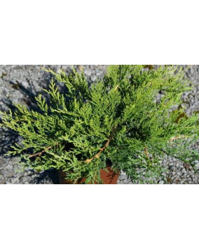 Ялівець козацький Рокері Джем | Juniperus sabina Rockery Gem | Можжевельник казацкий Рокери Джем