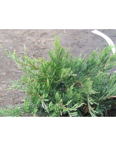 Ялівець козацький Рокері Джем | Juniperus sabina Rockery Gem | Можжевельник казацкий Рокери Джем