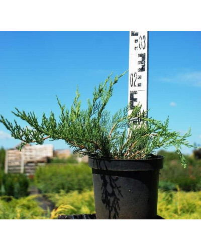 Ялівець козацький Рокері Джем | Juniperus sabina Rockery Gem | Можжевельник казацкий Рокери Джем