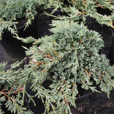 Ялівець козацький Там но Блайт | Juniperus sabina Tam no Blight | Можжевельник казацкий Там но Блайт