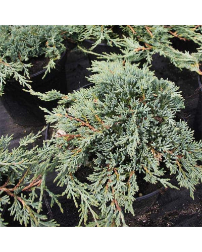 Ялівець козацький Там но Блайт | Juniperus sabina Tam no Blight | Можжевельник казацкий Там но Блайт