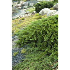 Ялівець козацький Тамарисцифолія | Juniperus sabina Tamariscifolia | Можжевельник казацкий Тамарисцифолия