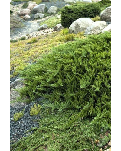 Ялівець козацький Тамарисцифолія | Juniperus sabina Tamariscifolia | Можжевельник казацкий Тамарисцифолия