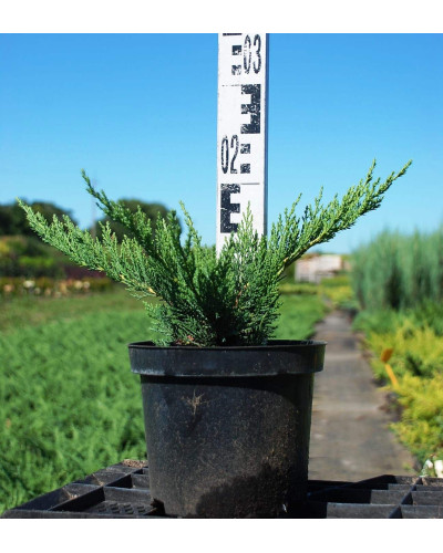Ялівець козацький Тамарисцифолія | Juniperus sabina Tamariscifolia | Можжевельник казацкий Тамарисцифолия