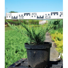 Ялівець козацький Тамарисцифолія | Juniperus sabina Tamariscifolia | Можжевельник казацкий Тамарисцифолия