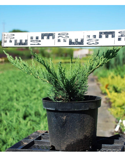 Ялівець козацький Тамарисцифолія | Juniperus sabina Tamariscifolia | Можжевельник казацкий Тамарисцифолия