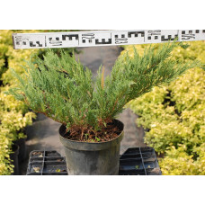 Ялівець козацький Тамарисцифолія | Juniperus sabina Tamariscifolia | Можжевельник казацкий Тамарисцифолия