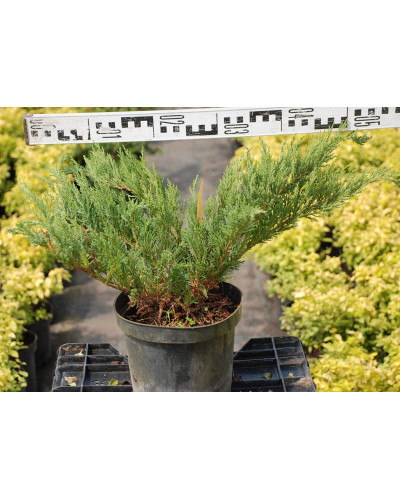 Ялівець козацький Тамарисцифолія | Juniperus sabina Tamariscifolia | Можжевельник казацкий Тамарисцифолия