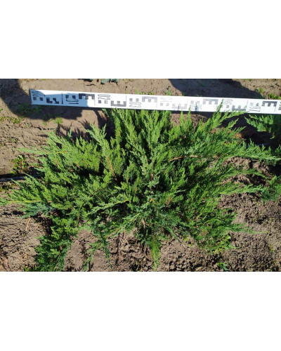 Ялівець козацький Тамарисцифолія | Juniperus sabina Tamariscifolia | Можжевельник казацкий Тамарисцифолия
