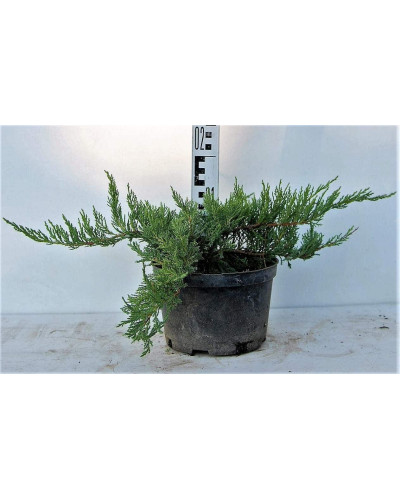 Ялівець козацький Тамарисцифолія | Juniperus sabina Tamariscifolia | Можжевельник казацкий Тамарисцифолия
