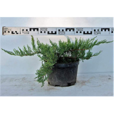 Ялівець козацький Тамарисцифолія | Juniperus sabina Tamariscifolia | Можжевельник казацкий Тамарисцифолия