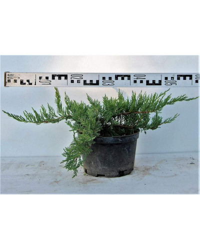 Ялівець козацький Тамарисцифолія | Juniperus sabina Tamariscifolia | Можжевельник казацкий Тамарисцифолия