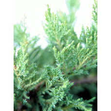 Ялівець козацький Тамарисцифолія | Juniperus sabina Tamariscifolia | Можжевельник казацкий Тамарисцифолия