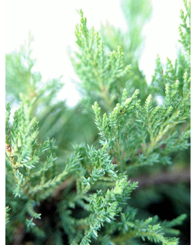Ялівець козацький Тамарисцифолія | Juniperus sabina Tamariscifolia | Можжевельник казацкий Тамарисцифолия