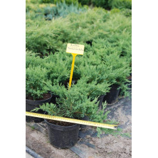 Ялівець козацький Тамарисцифолія | Juniperus sabina Tamariscifolia | Можжевельник казацкий Тамарисцифолия