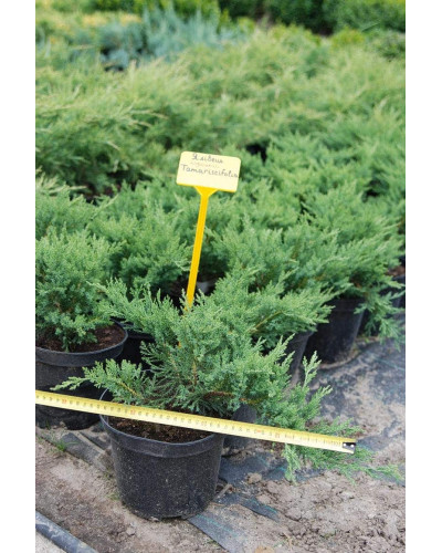 Ялівець козацький Тамарисцифолія | Juniperus sabina Tamariscifolia | Можжевельник казацкий Тамарисцифолия