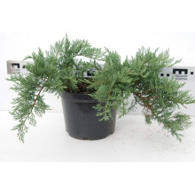 Ялівець козацький Тамарисцифолія | Juniperus sabina Tamariscifolia | Можжевельник казацкий Тамарисцифолия