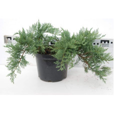 Ялівець козацький Тамарисцифолія | Juniperus sabina Tamariscifolia | Можжевельник казацкий Тамарисцифолия