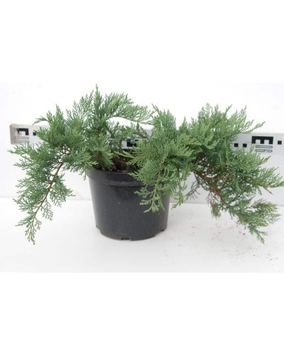 Ялівець козацький Тамарисцифолія | Juniperus sabina Tamariscifolia | Можжевельник казацкий Тамарисцифолия