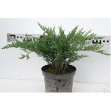 Ялівець козацький Тамарисцифолія | Juniperus sabina Tamariscifolia | Можжевельник казацкий Тамарисцифолия