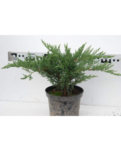 Ялівець козацький Тамарисцифолія | Juniperus sabina Tamariscifolia | Можжевельник казацкий Тамарисцифолия