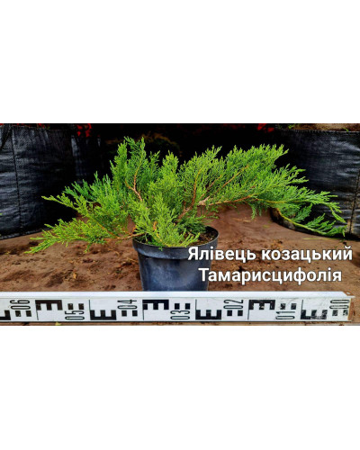 Ялівець козацький Тамарисцифолія | Juniperus sabina Tamariscifolia | Можжевельник казацкий Тамарисцифолия
