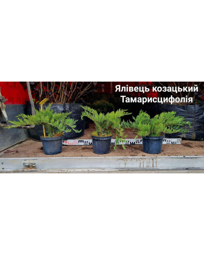 Ялівець козацький Тамарисцифолія | Juniperus sabina Tamariscifolia | Можжевельник казацкий Тамарисцифолия