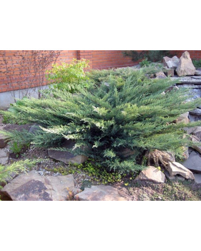 Ялівець козацький Тамарисцифолія | Juniperus sabina Tamariscifolia | Можжевельник казацкий Тамарисцифолия