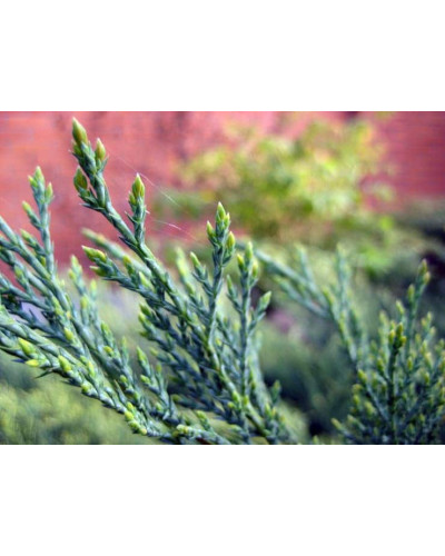 Ялівець козацький Тамарисцифолія | Juniperus sabina Tamariscifolia | Можжевельник казацкий Тамарисцифолия